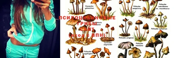 прущие грибы Аркадак